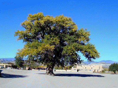 Ancient Cottonwood Tree-San Ildefonso Indian Reservation New Mexico